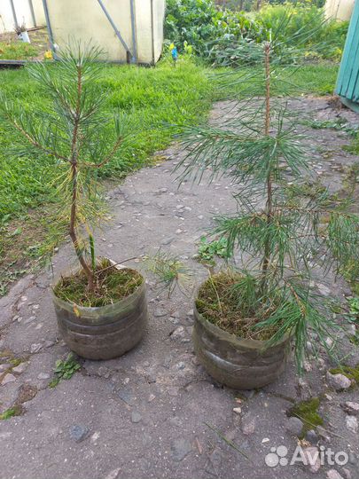 Саженцы сосны обыкновенной