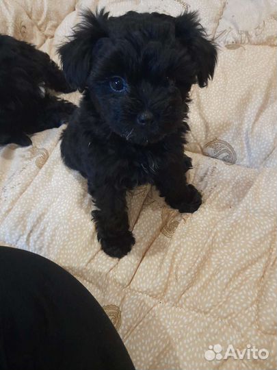 Йоркширский терьер щенки