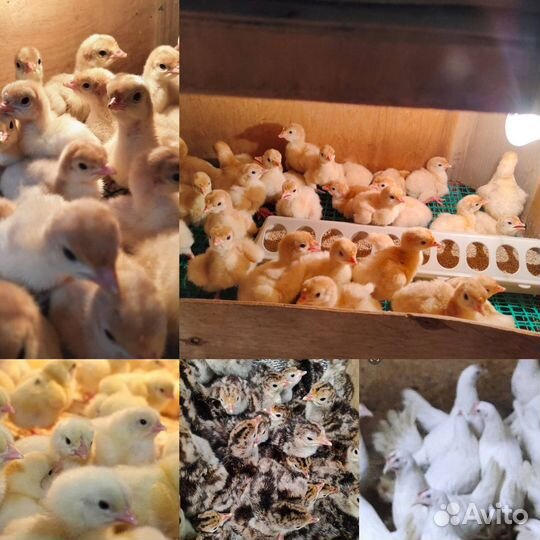 Цыплята бройлера круглый год