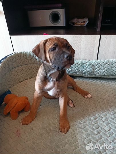 Щенки питбуля