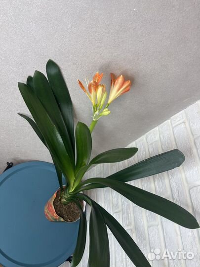 Комнатные цветы кливия