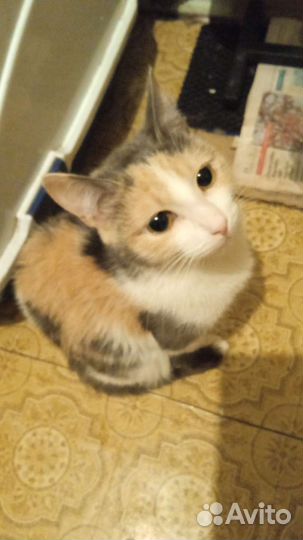 Домашние котята в добрые руки