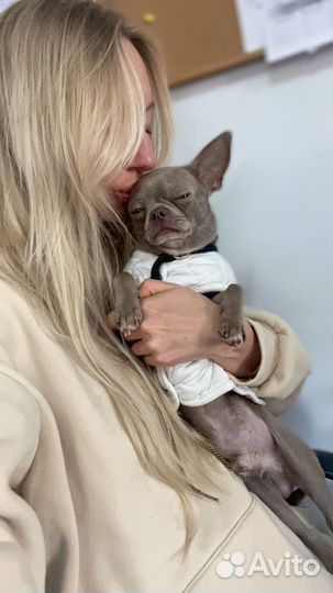 Вязка чихуахуа Испанец в Санкт-Петербурге