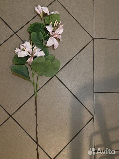 Пеларгония