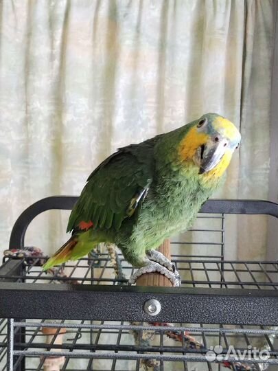 Попугай Венесуэльский амазон