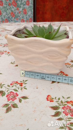 Сукулент. Каменная роза