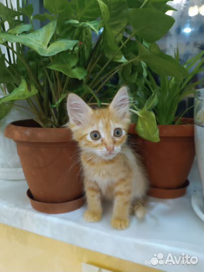 Рыжая кошечка в дар