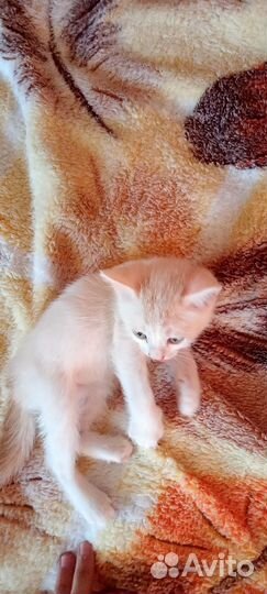 Котята в добрые руки бесплатно