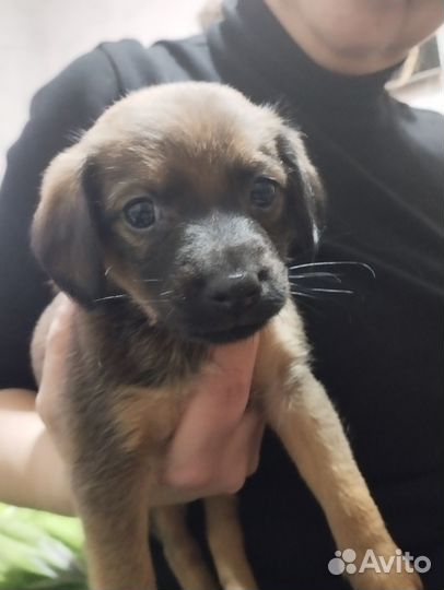 Отдаем щенят в добрые руки