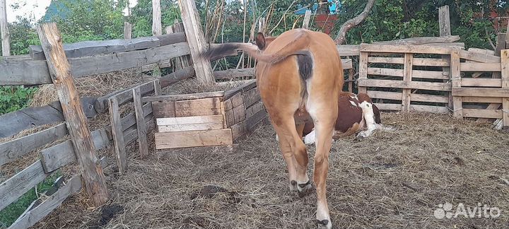 Тёлка 1.6 месяцев