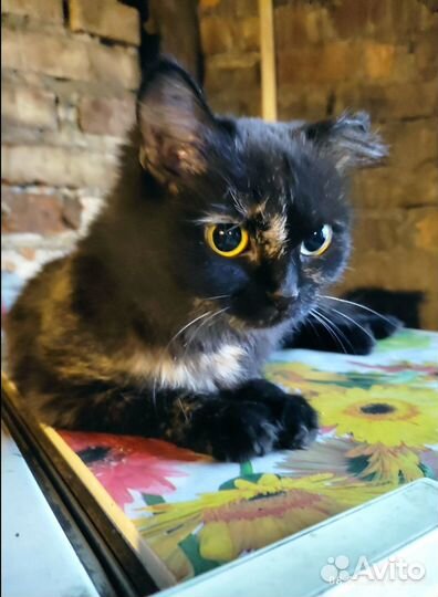 Кошечка в беде