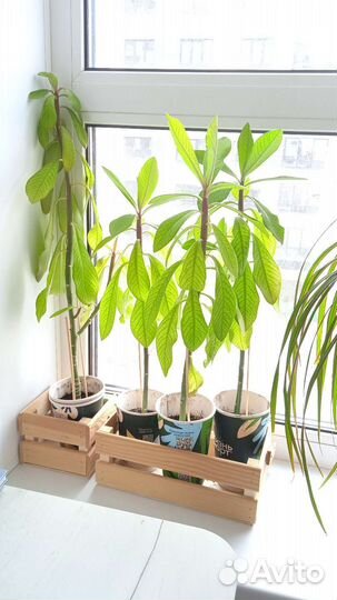 Комнатный цветок 25 см(молочай)