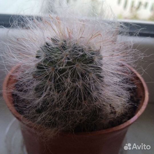 Суккуленты и кактусы., подарок