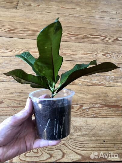 Кодиеум кротон