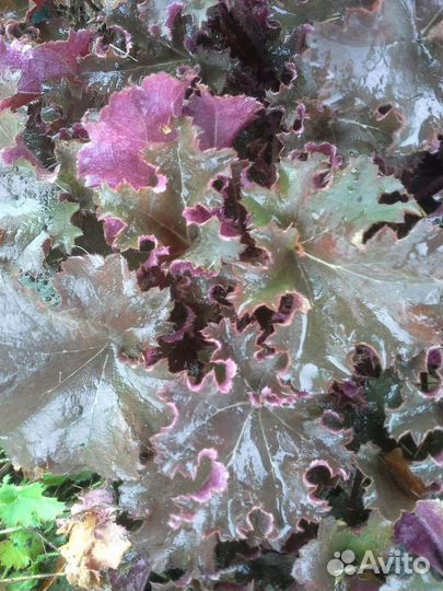 Гейхера гибридная Принц