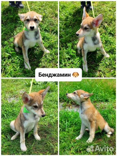 Собака в добрые руки щенок