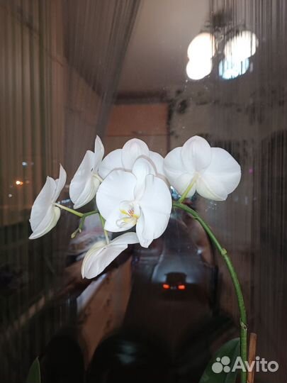 Орхидея фаленопсис