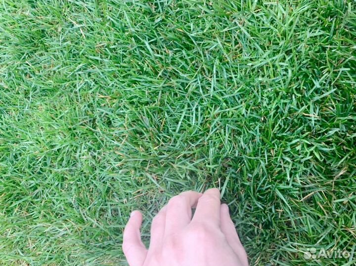 Рулонный газон 