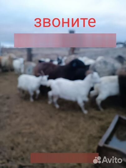 Овцы козы доставка