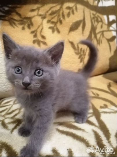 Кошка