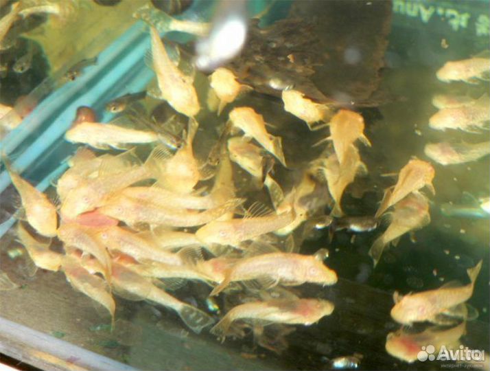 Подростки анцистуса золотого