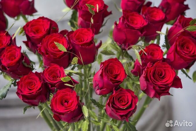 Роза одноголовая букет опт
