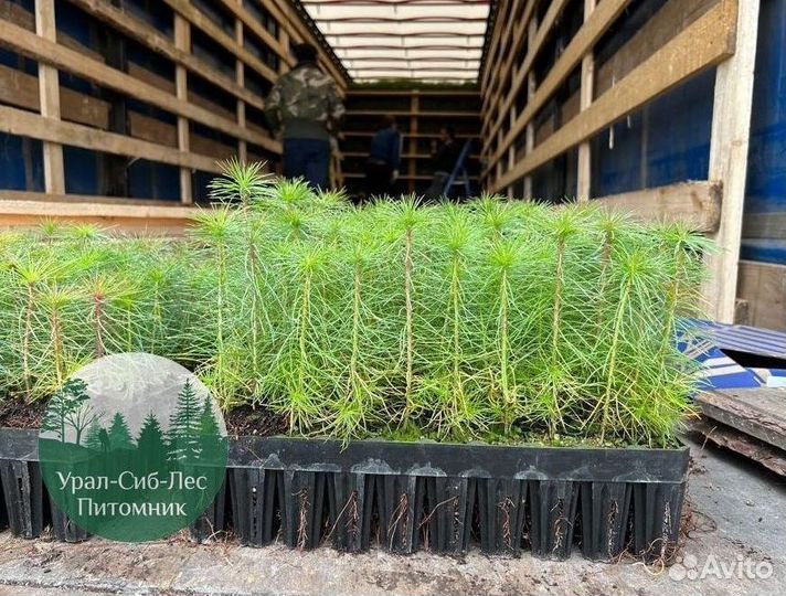 Сосна зкс окс сеянцы Ель Лиственница Голуб Горная