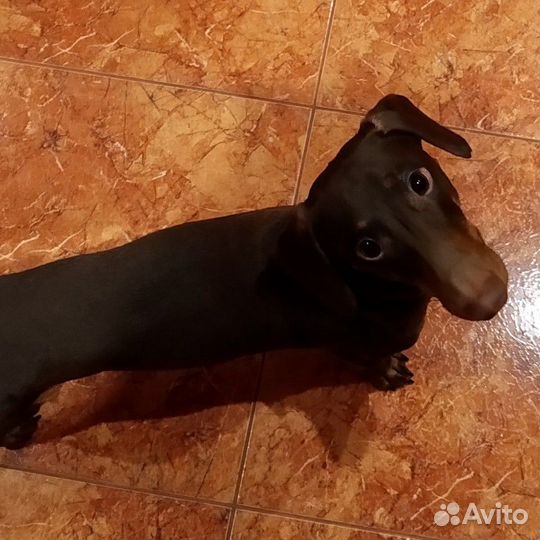 Ищем девочку для вязки