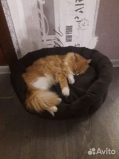 Сибирские рыжие котята