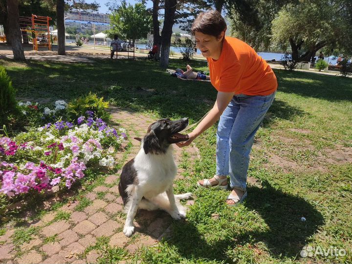 Собака Анфиса в добрые руки