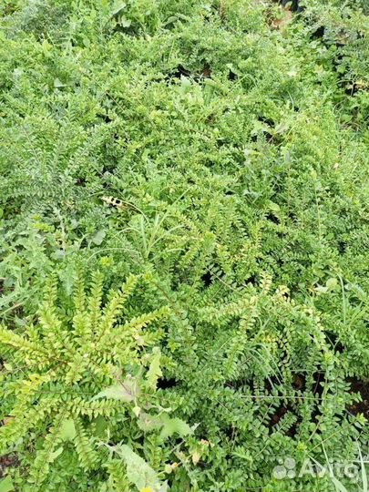 Жимолость блестящая