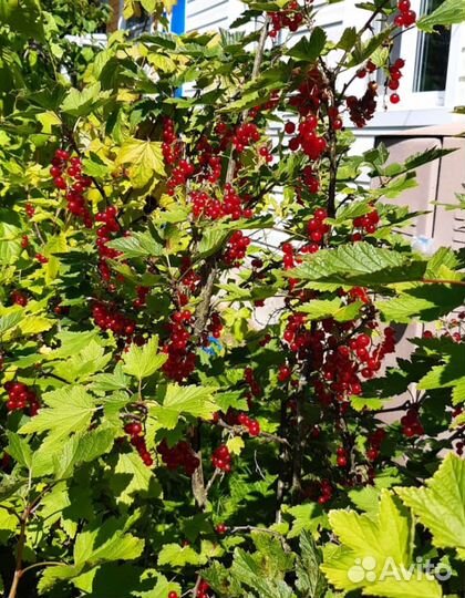 Смородина красная и чёрная