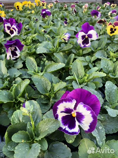 Продаем виолу Расцветки и колличество есть