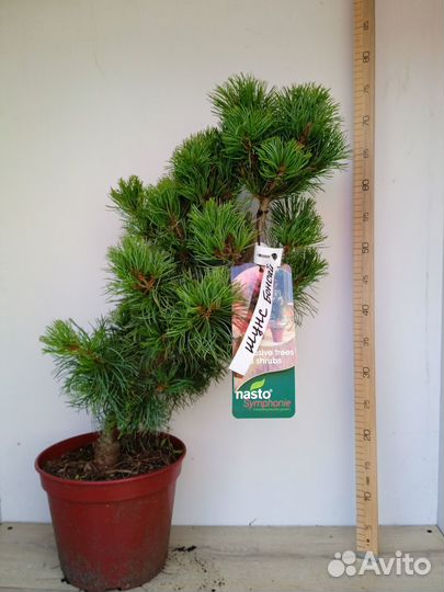 Можжевельник туя пихта сосна ель штамб