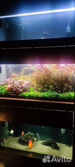 Стойка с 3 аквариумами, рыбы, растения