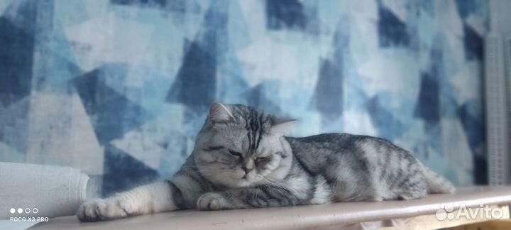 Шотландский кот вязка