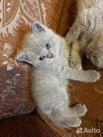 Британские котята