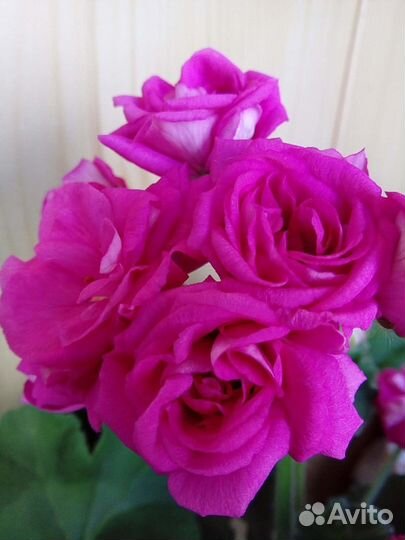 Домашние растения