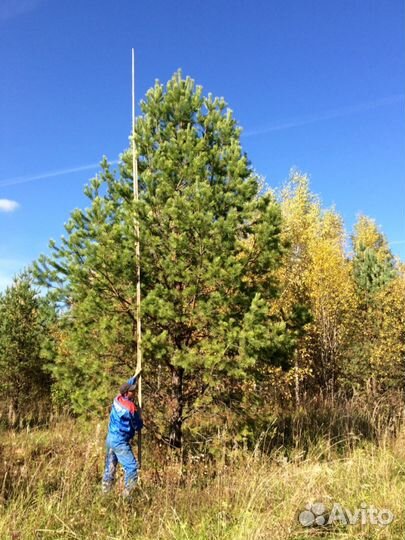 Крупномеры. Ели, сосны, берёзы, туя и голубая ель