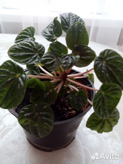 Комнатные цветы