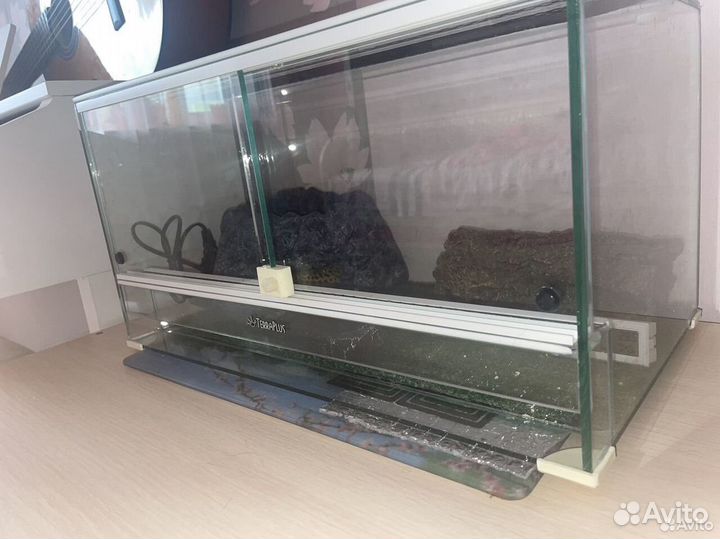 Эублефар геккон с террариумом