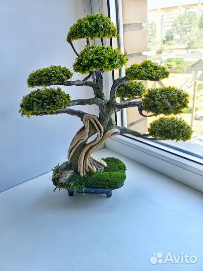Дерево бонсай