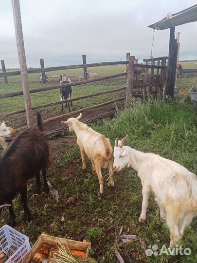 Козёл породистый