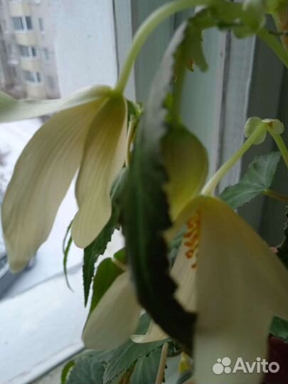 Бегония боливийская