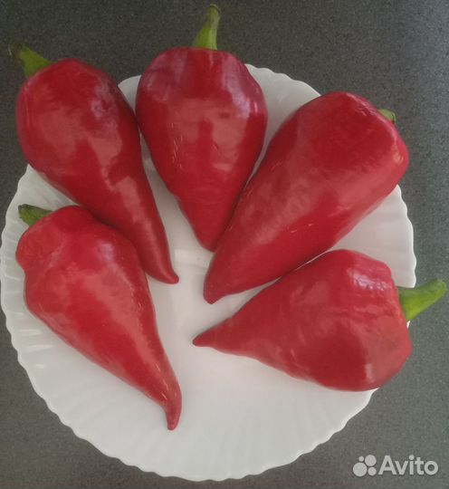 Семена сладкого перца