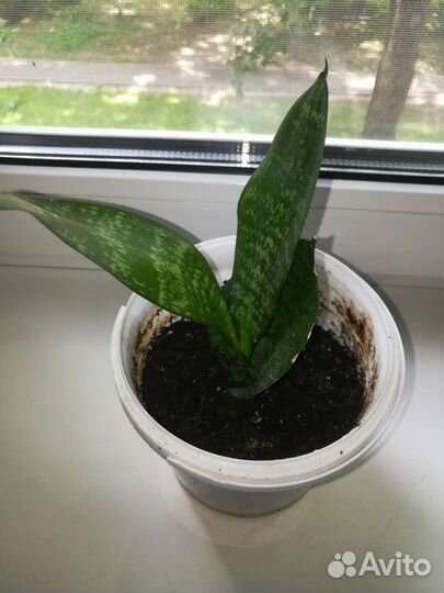 Комнатное растение сансевиерия отростки