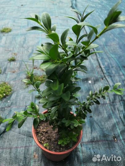 Саженцы хвойных и декоративных растений