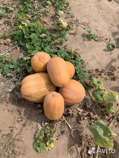 Тыква витаминная
