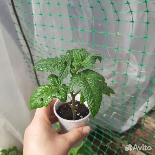 Рассада помидор, перцев, баклажан