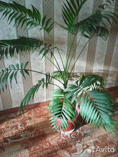 Пальма хамедорея